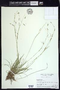 Carex capillaris image