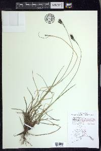 Carex eleusinoides image