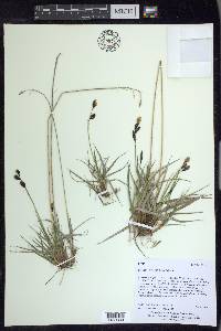 Carex atrofusca image