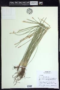 Eleocharis rostellata image