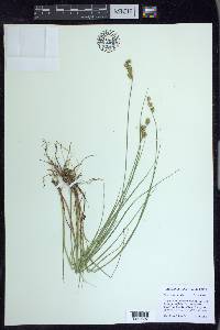 Carex echinata image