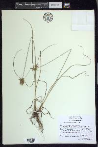 Cyperus manimae image