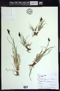 Carex scopulorum image