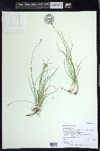 Carex disperma image