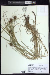 Carex squarrosa image