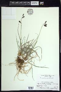 Carex atrofusca image