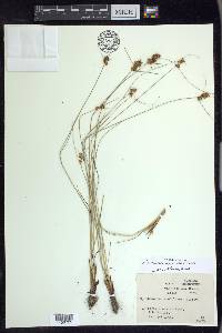 Rhynchospora plumosa image