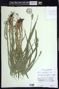 Carex cephaloidea image