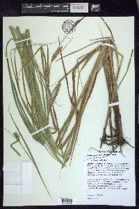 Carex trichocarpa image