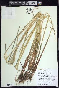 Eleocharis mutata image