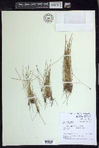 Eleocharis ovata image