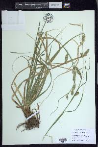 Carex cherokeensis image