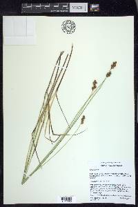 Carex tincta image