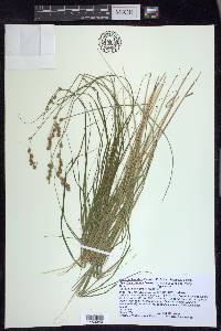 Carex echinodes image