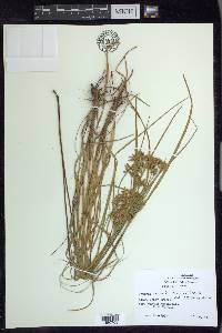 Cyperus lecontei image