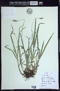 Carex hirtifolia image