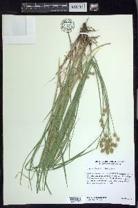 Carex reniformis image