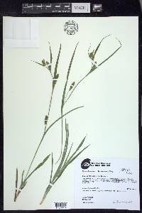 Carex glaucodea image