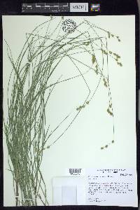 Carex tenera image