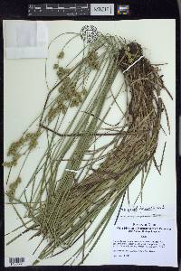 Carex merritt-fernaldii image