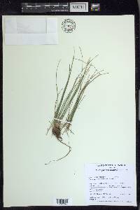 Trichophorum clintonii image