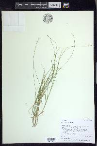 Carex disperma image