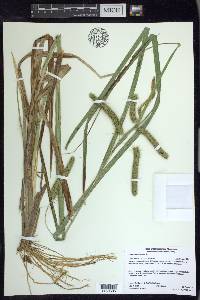 Carex pseudocyperus image