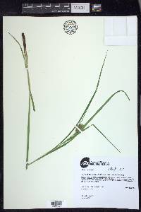 Carex squarrosa image