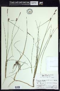 Carex rotundata image