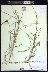 Muhlenbergia mexicana image