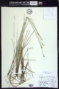 Carex exilis image