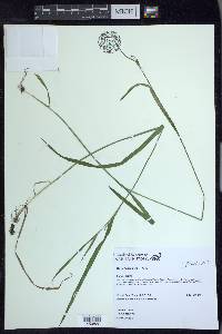 Carex leptonervia image