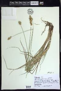 Carex bicknellii image