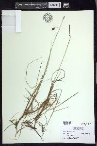 Carex pluriflora image