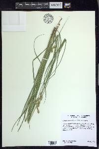 Carex scoparia var. scoparia image