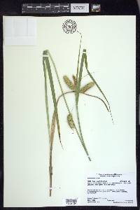 Carex comosa image