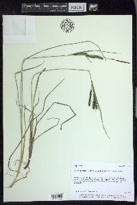 Carex lenticularis image