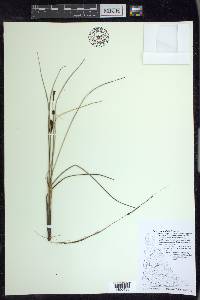 Carex rotundata image