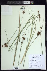 Cladium mariscoides image