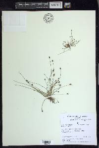 Eleocharis ovata image