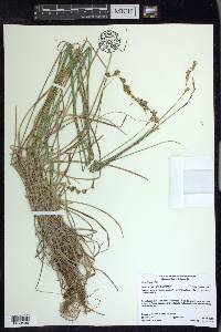 Carex foenea image