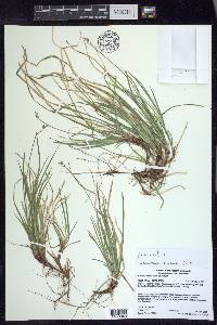 Carex peckii image