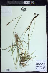 Carex fissuricola image