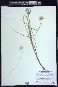 Eriophorum tenellum image