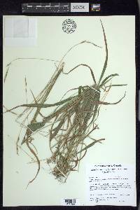 Brachypodium sylvaticum image