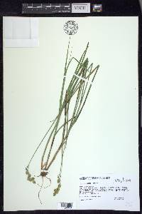 Carex argyrantha image