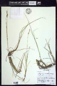 Carex livida image