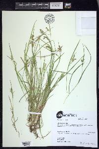 Carex aurea image