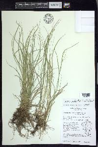 Carex radiata image