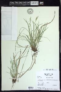 Carex rossii image